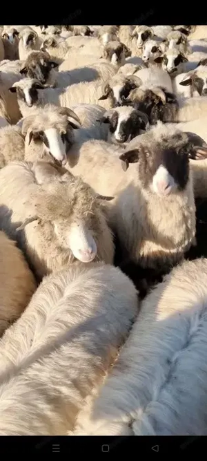 Vând 10 oi oacheșe tinere 