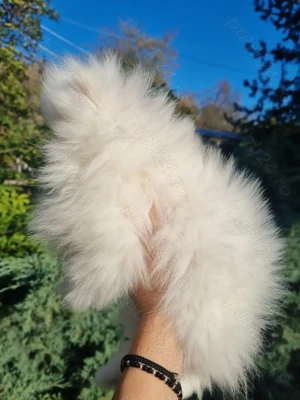 Vând pomeranian alb cu pedigree  - imagine 3