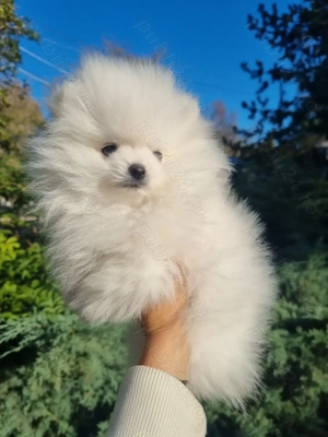 Vând pomeranian alb cu pedigree  - imagine 2