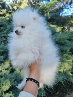 Vând pomeranian alb cu pedigree  - imagine 4