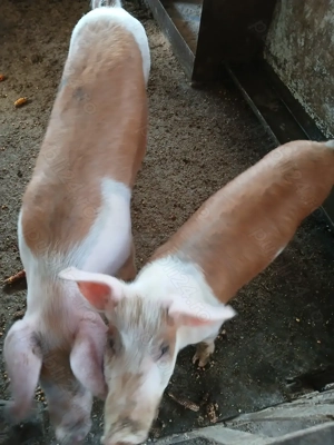 Două purcele de vânzare  - imagine 5