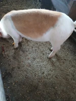 Două purcele de vânzare  - imagine 3