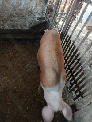 Două purcele de vânzare  - imagine 2