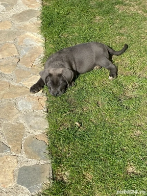 catelusi cane corso italianao  - imagine 4 catelusi cane corso italianao  - imagine 4