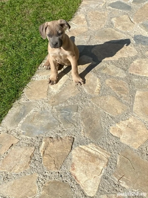 catelusi cane corso italianao  - imagine 5 catelusi cane corso italianao  - imagine 5