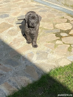 catelusi cane corso italianao  - imagine 3 catelusi cane corso italianao  - imagine 3