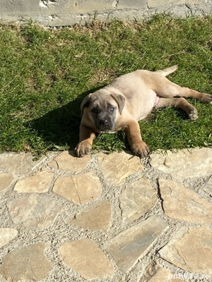 catelusi cane corso italianao  - imagine 2 catelusi cane corso italianao  - imagine 2