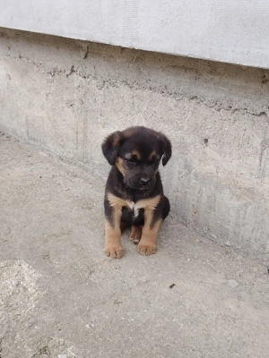 Donez 2 cățelușe de 7 saptamani  Sunt de talie medie - imagine 3