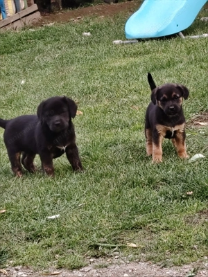 Donez 2 cățelușe de 7 saptamani  Sunt de talie medie