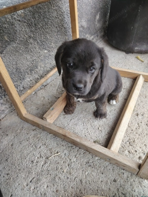 Donez 2 cățelușe de 7 saptamani  Sunt de talie medie - imagine 4