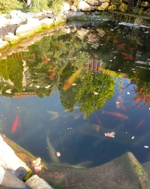 Casa individuala 4 camere, situata in Giroc centru - imagine 14