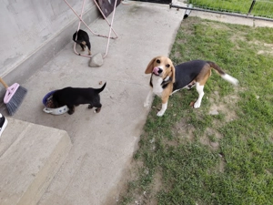 Donez 2 cățelușe de 7 saptamani  Sunt de talie medie - imagine 2