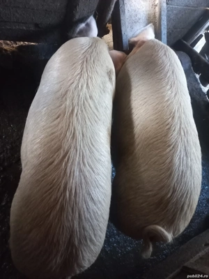 de vânzare - imagine 3