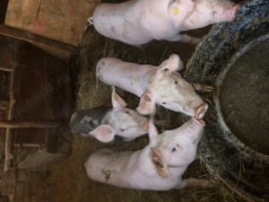 Purcei de vînzare  - imagine 3