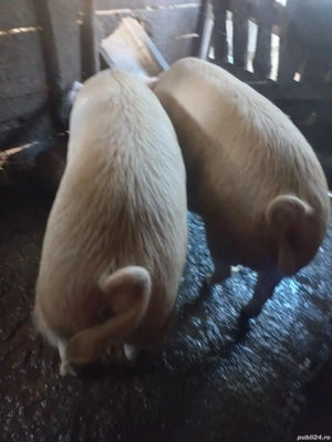 de vânzare - imagine 2