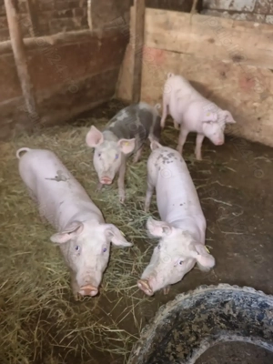 Purcei de vînzare  - imagine 2