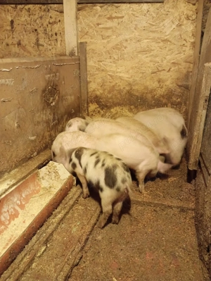 Purcei de vânzare  20 kg aprox .rasă bună  - imagine 4