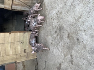 Purcei de vânzare detalii la telefon - imagine 2 Purcei de vânzare detalii la telefon - imagine 2