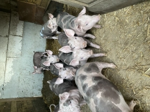 Purcei de vânzare detalii la telefon - imagine 4 Purcei de vânzare detalii la telefon - imagine 4