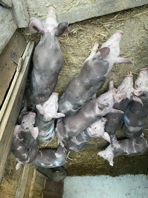 Purcei de vânzare detalii la telefon