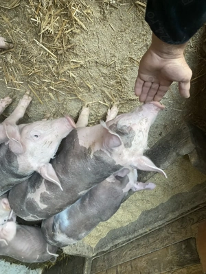 Purcei de vânzare detalii la telefon - imagine 3 Purcei de vânzare detalii la telefon - imagine 3