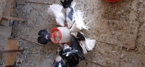 Vând porumbei curcani