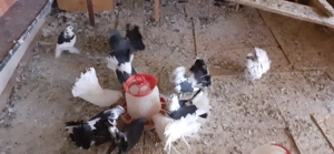 Vând porumbei curcani - imagine 2