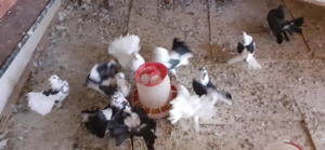 Vând porumbei curcani - imagine 3