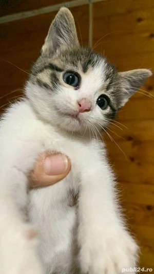 Pisici abandonați - imagine 2