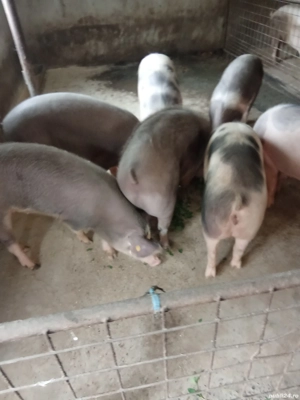 De vanzare porci