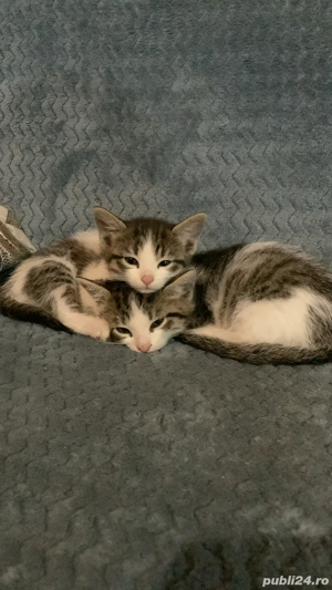 Pisici abandonați - imagine 5