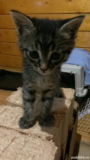 Pisici abandonați - imagine 3