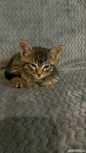 Pisici abandonați - imagine 4