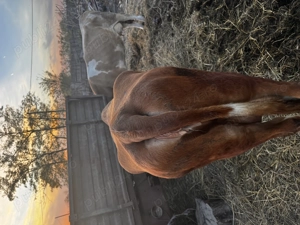 Vaci de vânzare pentru abator  - imagine 3