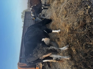 Vaci de vânzare pentru abator  - imagine 4