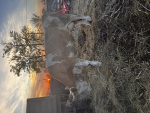 Vaci de vânzare pentru abator 