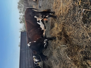 Vaci de vânzare pentru abator  - imagine 5