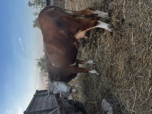 Vaci de vânzare pentru abator  - imagine 2