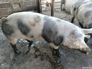 vand porc  - imagine 4 vand porc  - imagine 4