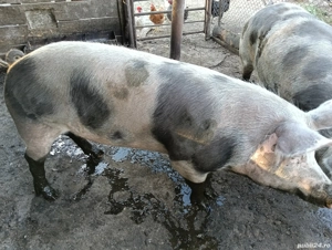 vand porc  - imagine 5 vand porc  - imagine 5