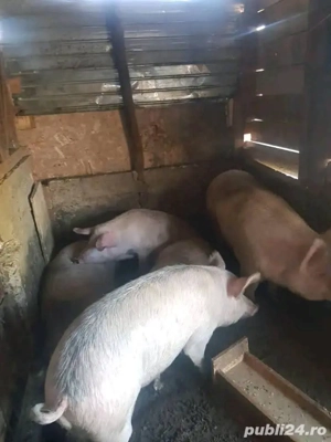 Porci de vanzare