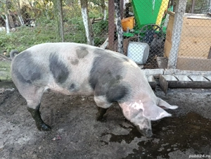 vand porc  - imagine 3 vand porc  - imagine 3