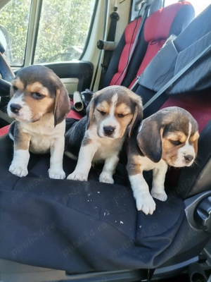 Pui beagle tricolor rasa pura  - imagine 2