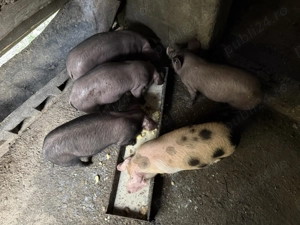 Purcei de vânzare. - imagine 4