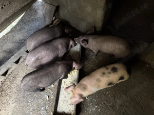 Purcei de vânzare. - imagine 2