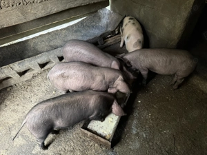 Purcei de vânzare. - imagine 3