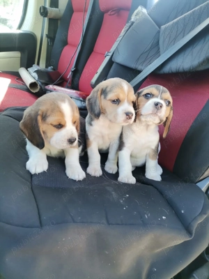 Pui beagle tricolor rasa pura  - imagine 5