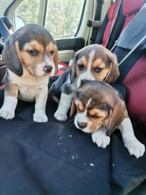 Pui beagle tricolor rasa pura 