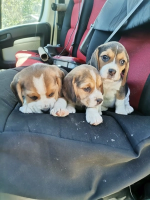 Pui beagle tricolor rasa pura  - imagine 3