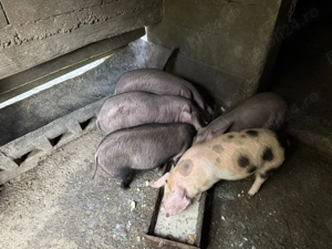 Purcei de vânzare. - imagine 5